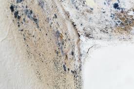 Why You Should Choose Our Mold Remediation Services in International Falls, MN